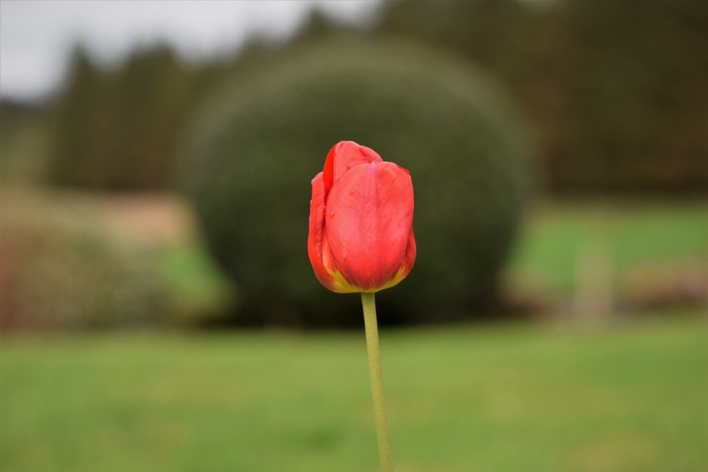 single tulip by christophercox
