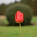 single tulip by christophercox