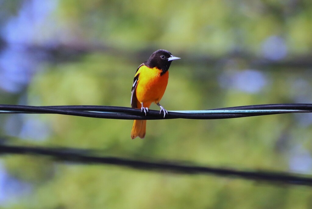 Oriole Sighting by randy23