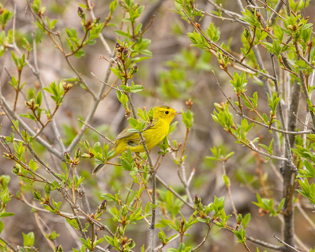 yellow warbler by aecasey