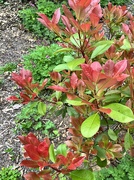 7th May 2023 - Red tip Photinia