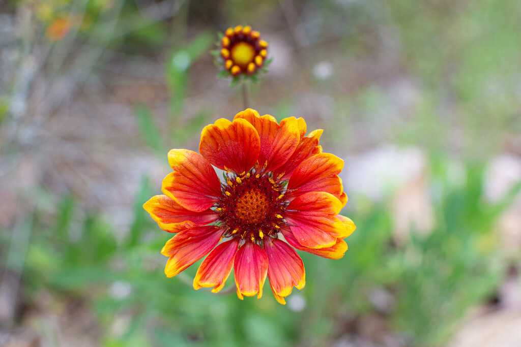 Indian Blanket... by thewatersphotos