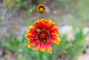 5th May 2023 - Indian Blanket...