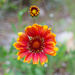 Indian Blanket... by thewatersphotos