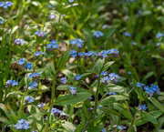 7th May 2023 - Forget-me-not close up