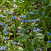 Forget-me-not close up by theredcamera