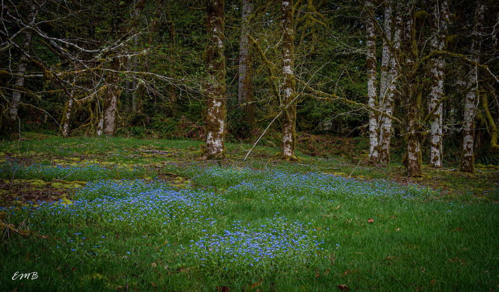  Field of Forget-me-nots  by theredcamera