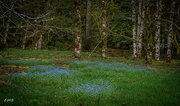 8th May 2023 -  Field of Forget-me-nots 