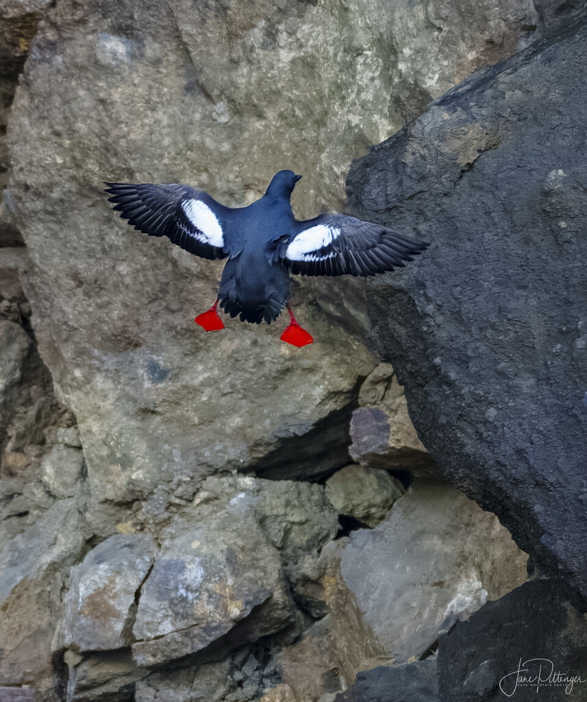 Pigeon Guillemot Flying  by jgpittenger