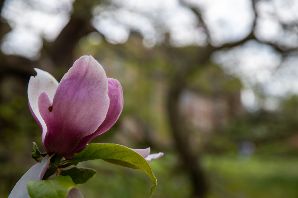 Magnolia by phil_sandford