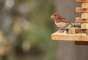 8th May 2023 - Purple finch at our feeder at the cottage