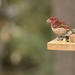 Purple finch at our feeder at the cottage by mltrotter