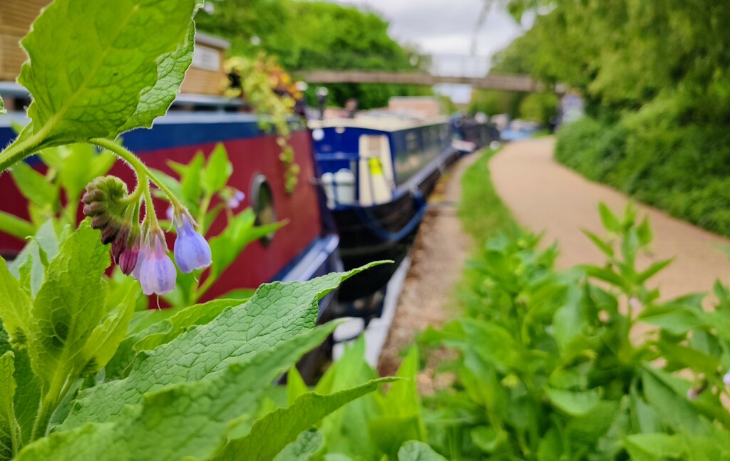 Comfrey on the towpath  by boxplayer