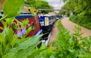 8th May 2023 - Comfrey on the towpath 