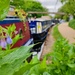 Comfrey on the towpath  by boxplayer