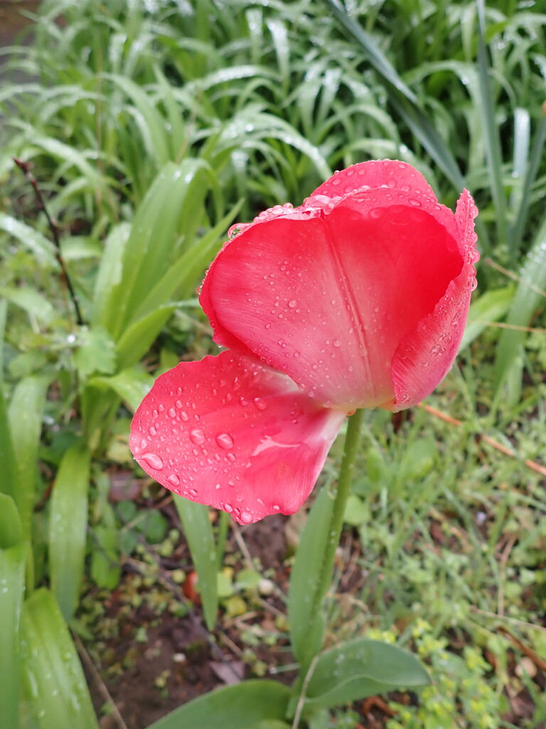 Weather beaten tulip by speedwell