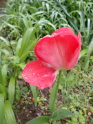21st Apr 2023 - Weather beaten tulip