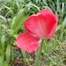 Weather beaten tulip by speedwell