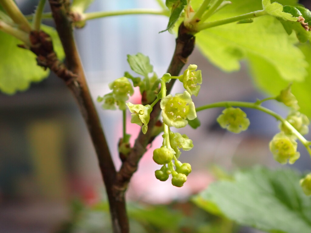 Tiny blackcurrant flowers.... by speedwell