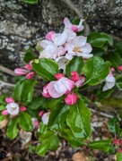 7th May 2023 - Apple Blossom at Pitmedden 