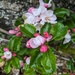 Apple Blossom at Pitmedden  by sarah19