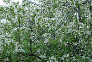 8th May 2023 - Crabapple blooms