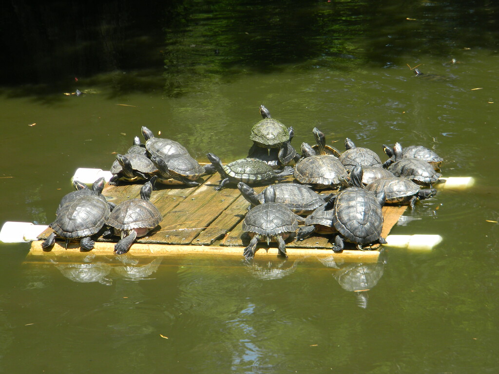 Group of Turtles by sfeldphotos