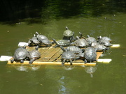 8th May 2023 - Group of Turtles