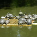 Group of Turtles by sfeldphotos