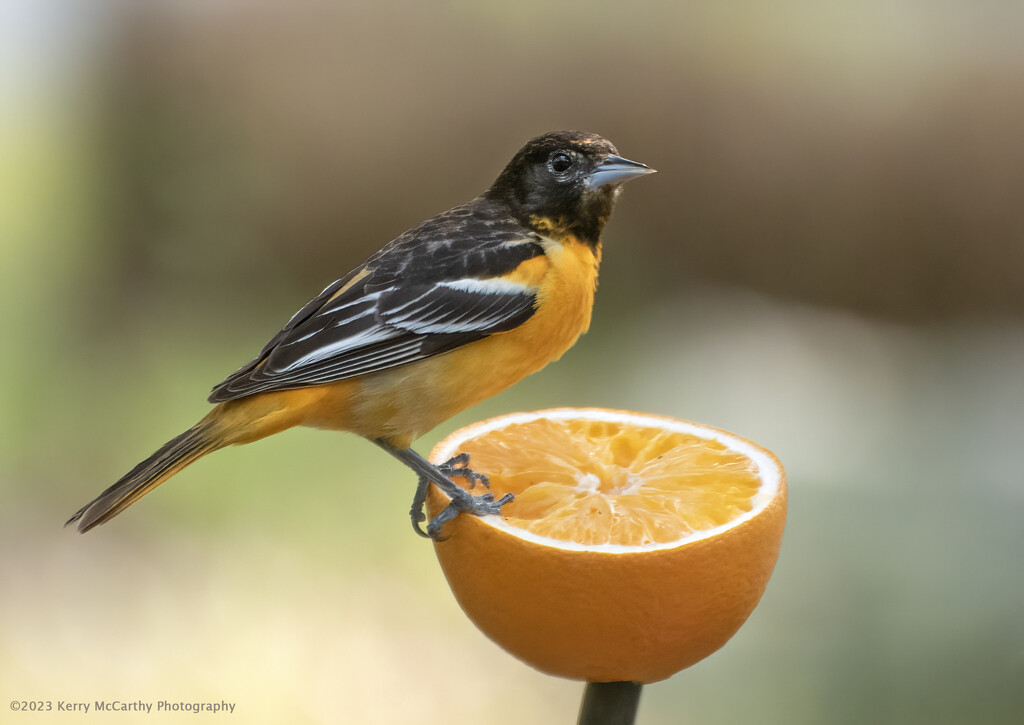 First of the year Oriole by mccarth1