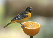 8th May 2023 - First of the year Oriole