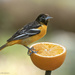 First of the year Oriole by mccarth1