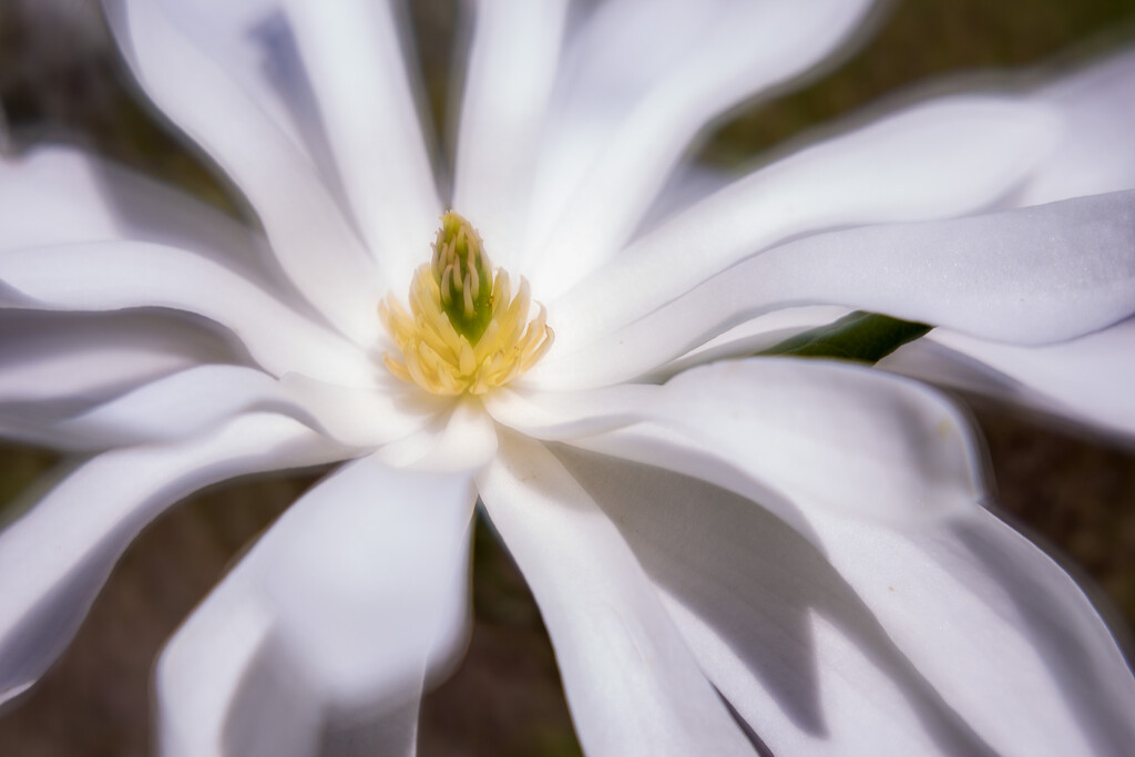 Star Magnolia by pdulis
