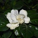Gardenia May 5 by sandlily