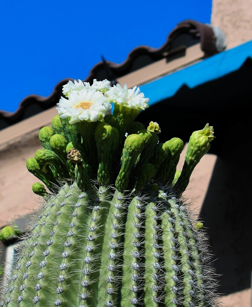 Saguaro flowers May 5 by sandlily