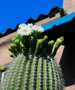 5th May 2023 - Saguaro flowers May 5