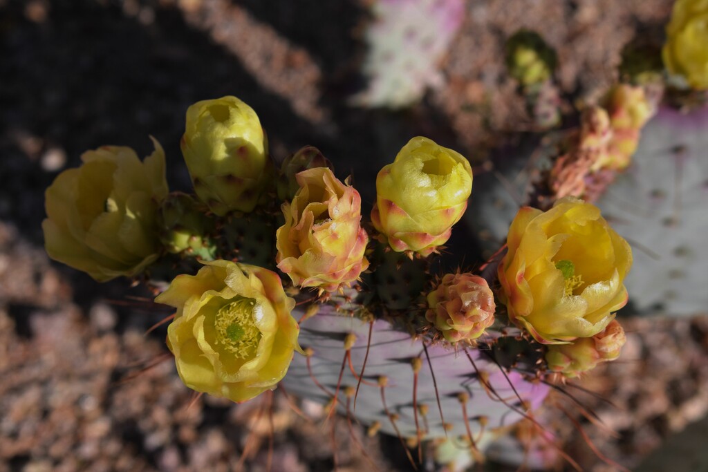 All in a row cactus flowers by sandlily