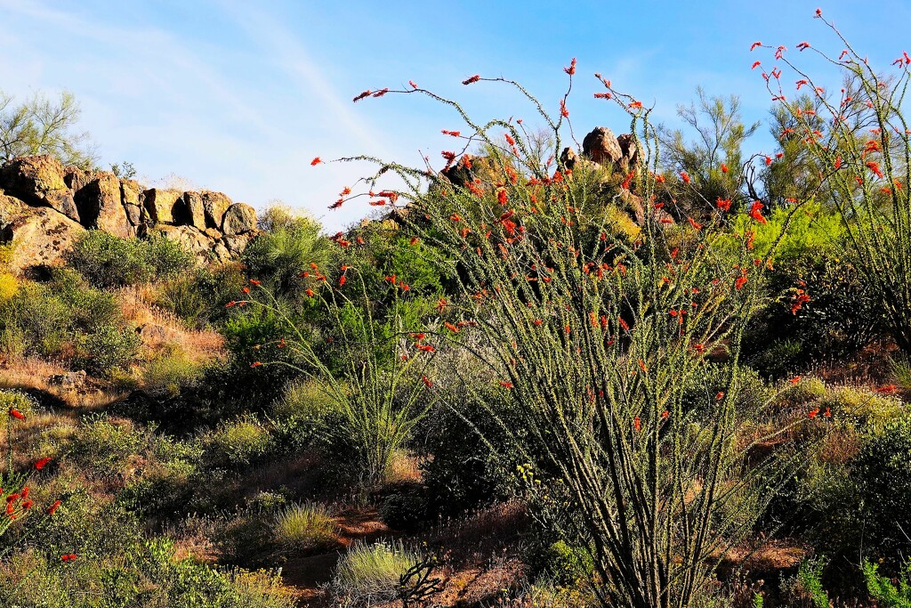 Ocotillo  blooms on the hillside by sandlily