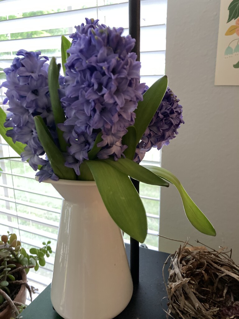 hyacinths to feed the soul by wiesnerbeth