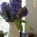 hyacinths to feed the soul by wiesnerbeth