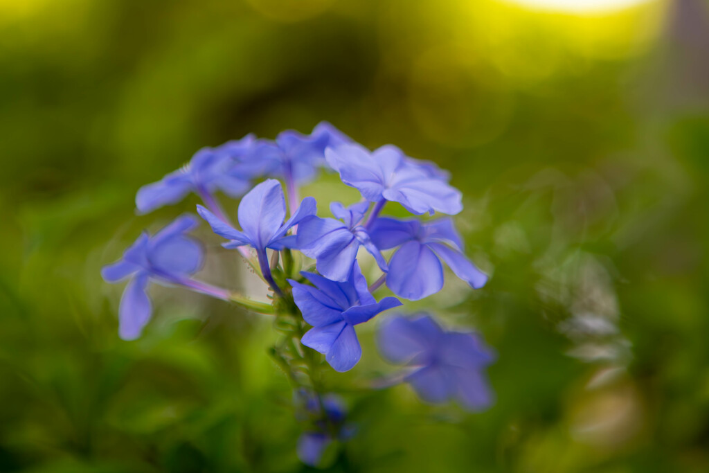 Flower closeup by frodob