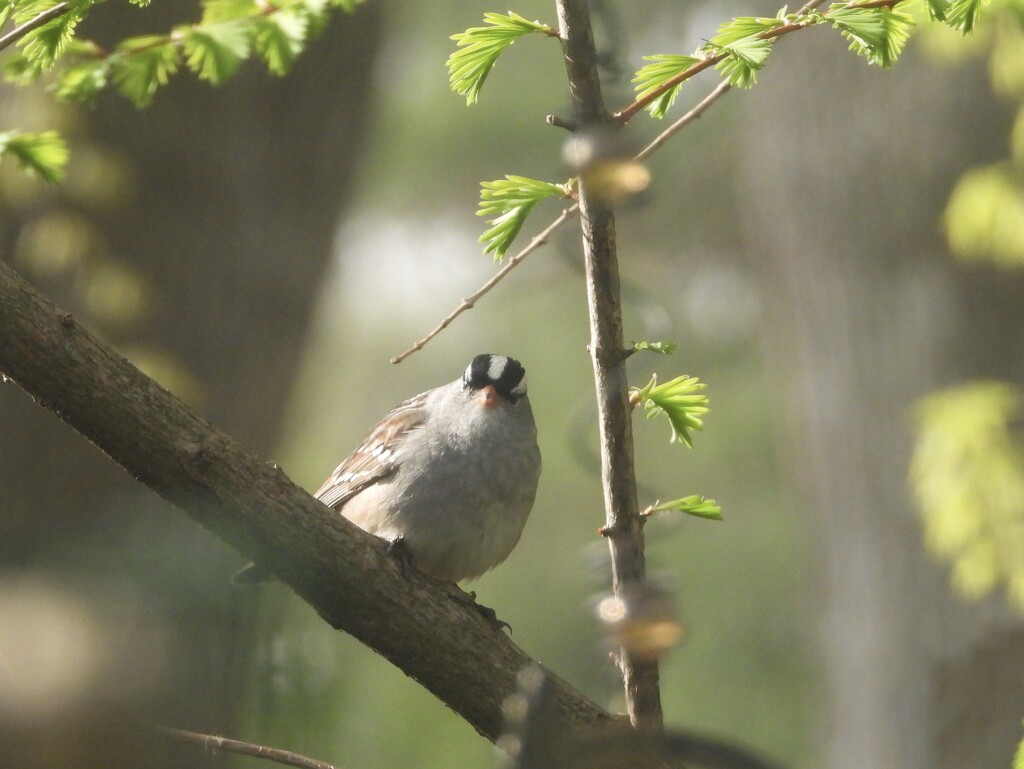 White-crowned sparrow by amyk