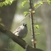 White-crowned sparrow by amyk