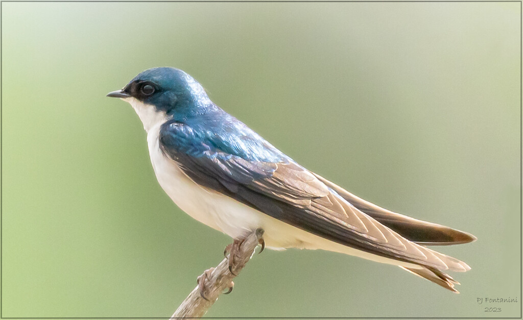 Tree Swallow by bluemoon