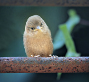 4th May 2023 - baby house wren!