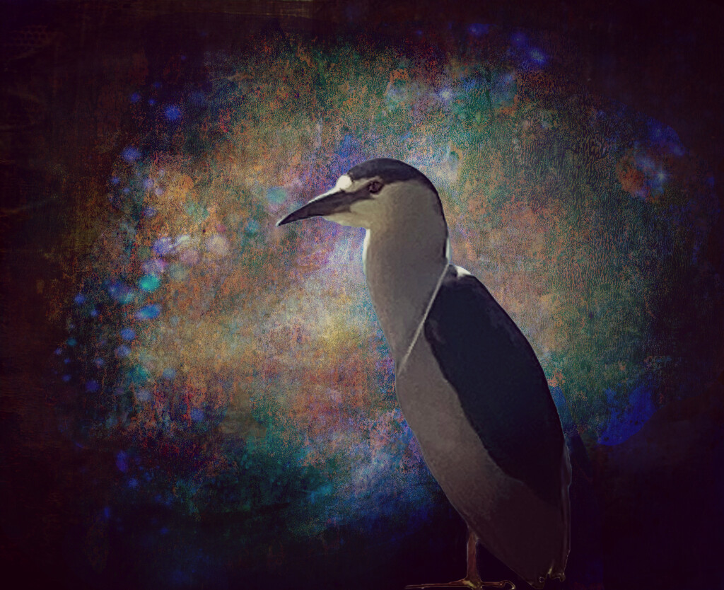 Night Heron  by joysfocus