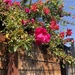 Alley Roses by loweygrace