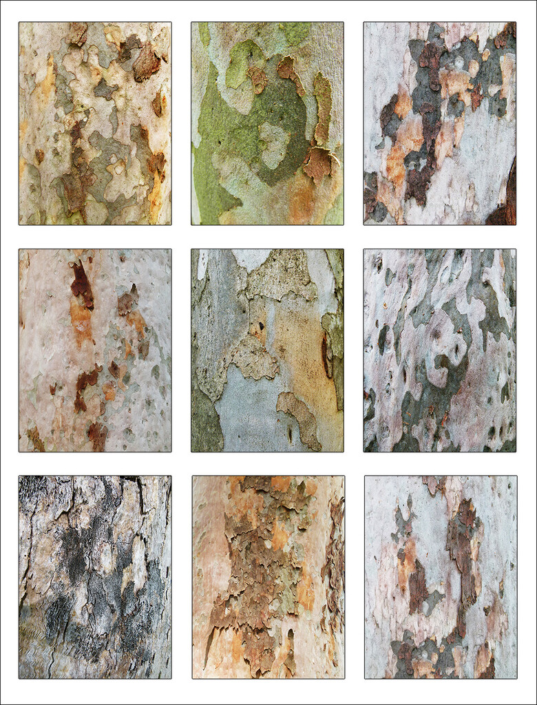More Tree Bark by onewing