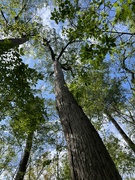 9th May 2023 - Ten-story tall, 1,000 year-old  bald cypress tree in Four Holes Swamp, South Carolina