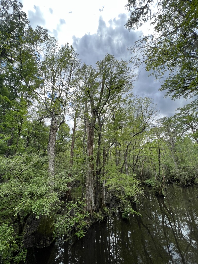A small lake deep in the swamp by congaree